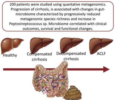 Alterations in Gut Microbiome in Cirrhosis as Assessed by Quantitative Metagenomics: Relationship With Acute-on-Chronic Liver Failure and Prognosis