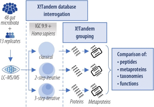 Benefits of Iterative Searches of Large Databases to Interpret Large Human Gut Metaproteomic Data Sets