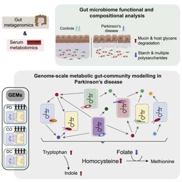 L'analyse systématique du microbiome intestinal révèle le rôle du métabolisme bactérien des folates et de l'homocystéine dans la maladie de Parkinson
